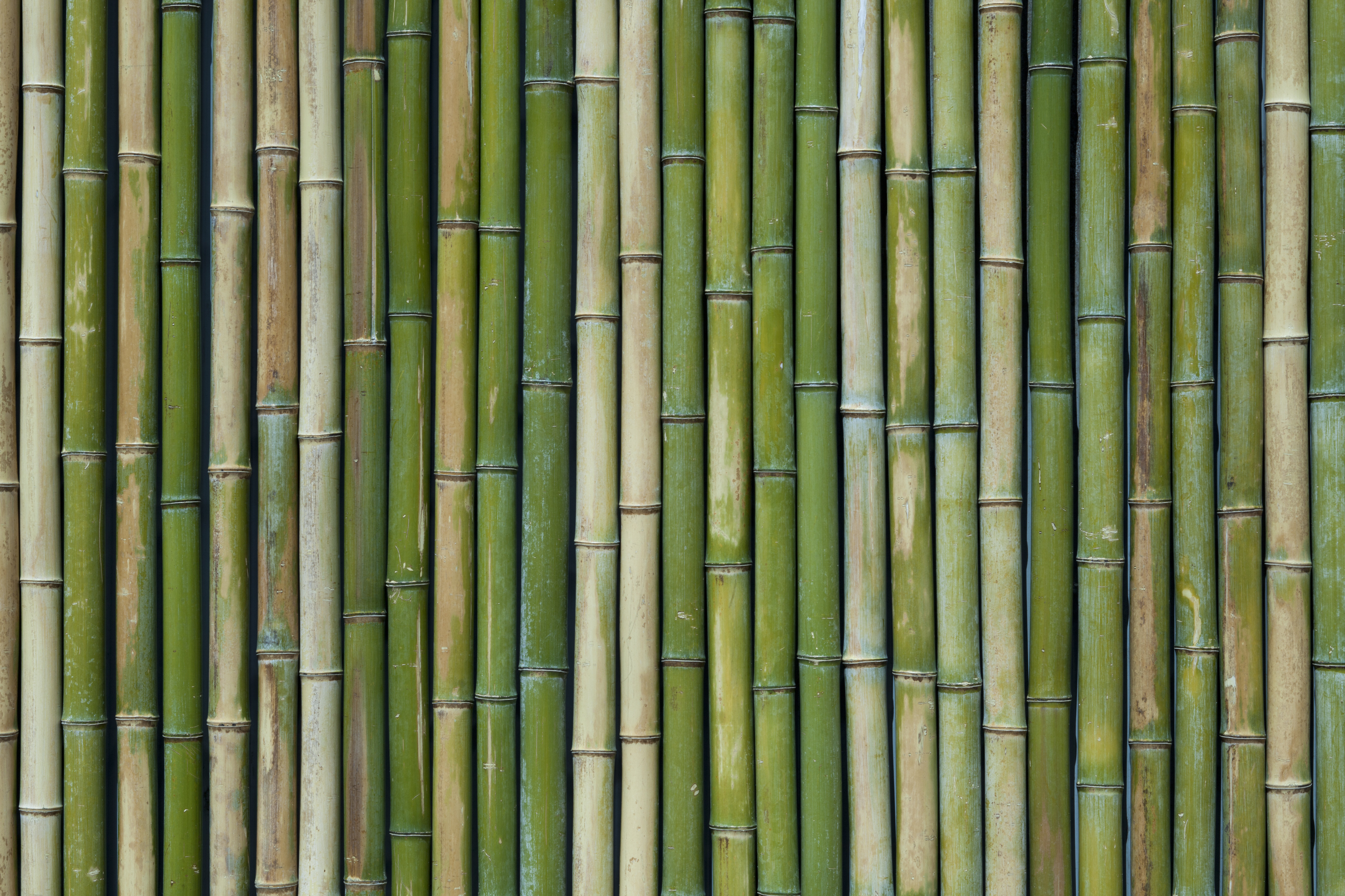Viele Bambusrohre nebeneinander in Reih und Glied.